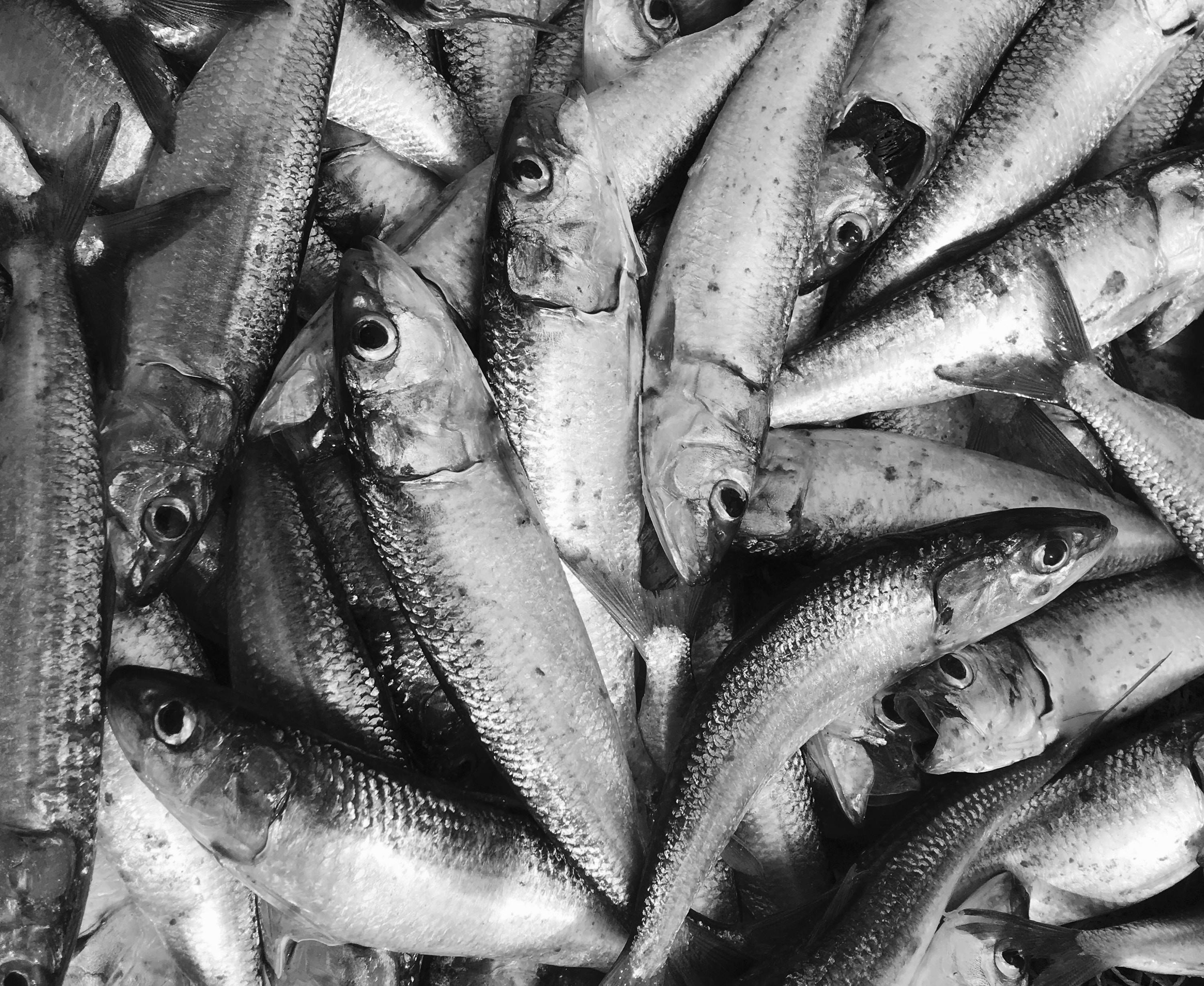 Quick Ginisang Sardinas with Talbos ng Sayote Recipe