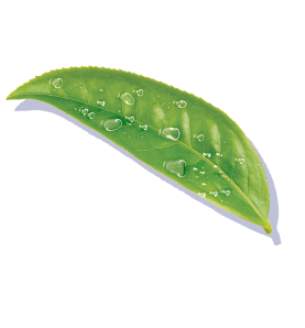 Lipton Leaf