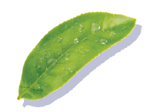 Lipton Leaf