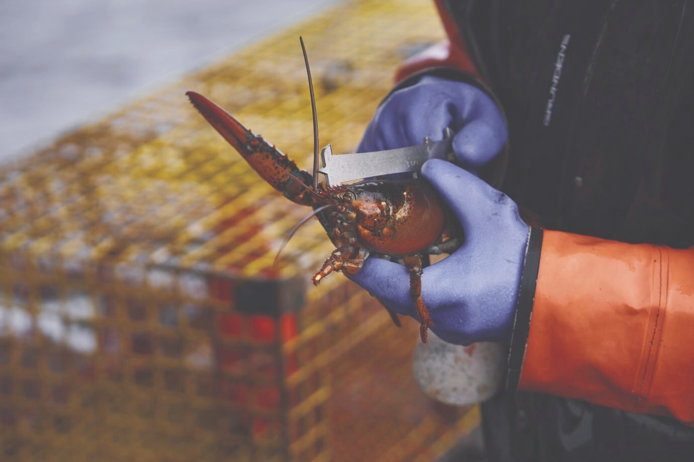 A sustainable journey into the world of maine lobster fishing