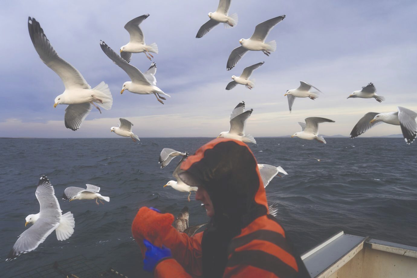 A Sustainable Journey Into The World of Maine Lobster Fishing