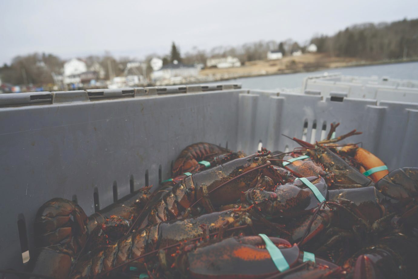 Repurposed Fishing Rope - Authentic Maine Lobster Line – Maine Salty Girl