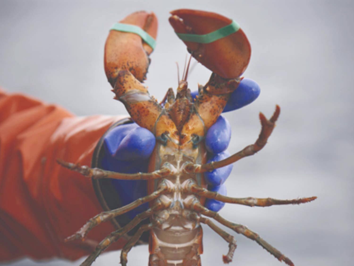 A sustainable journey into the world of maine lobster fishing
