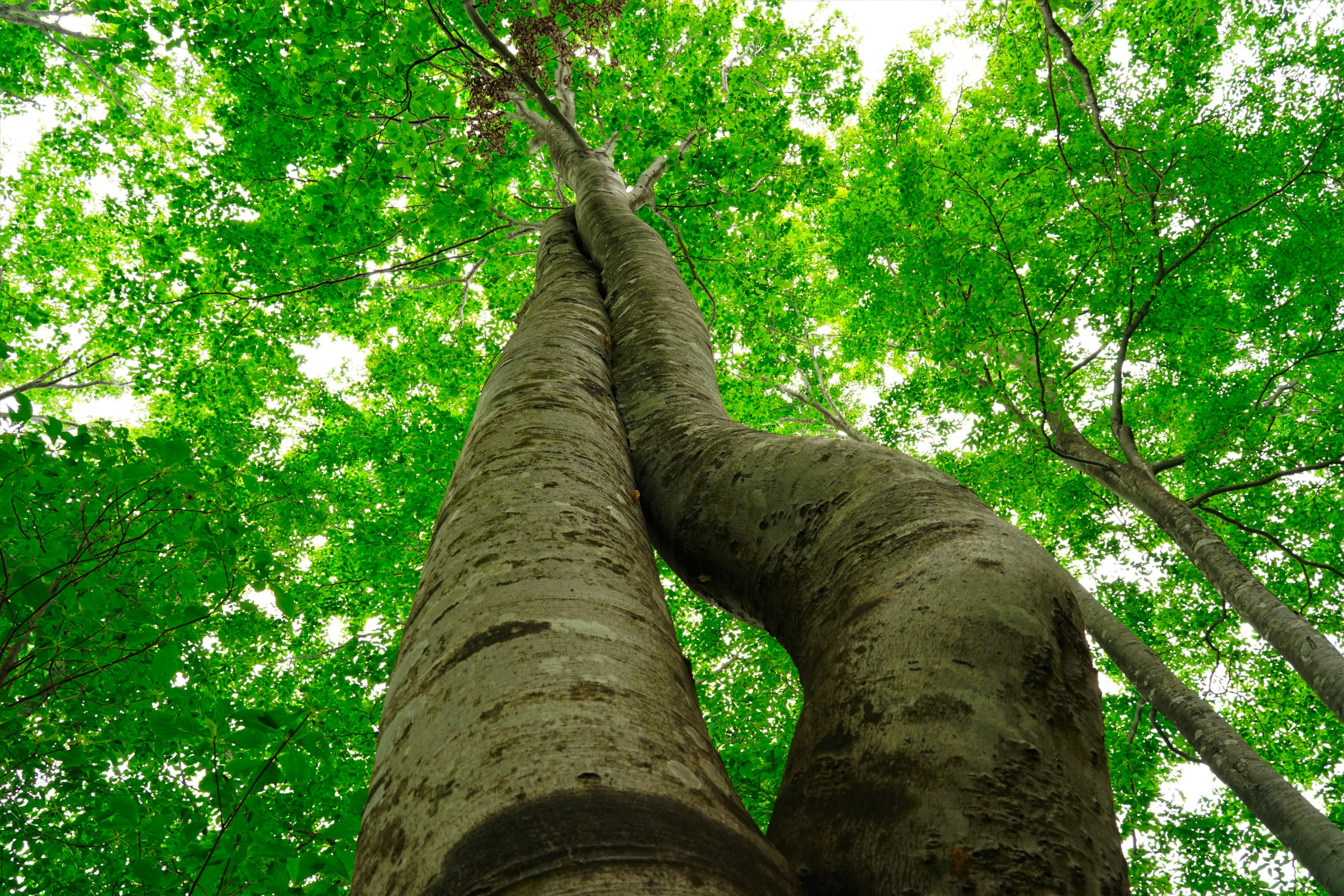 Tree trunk