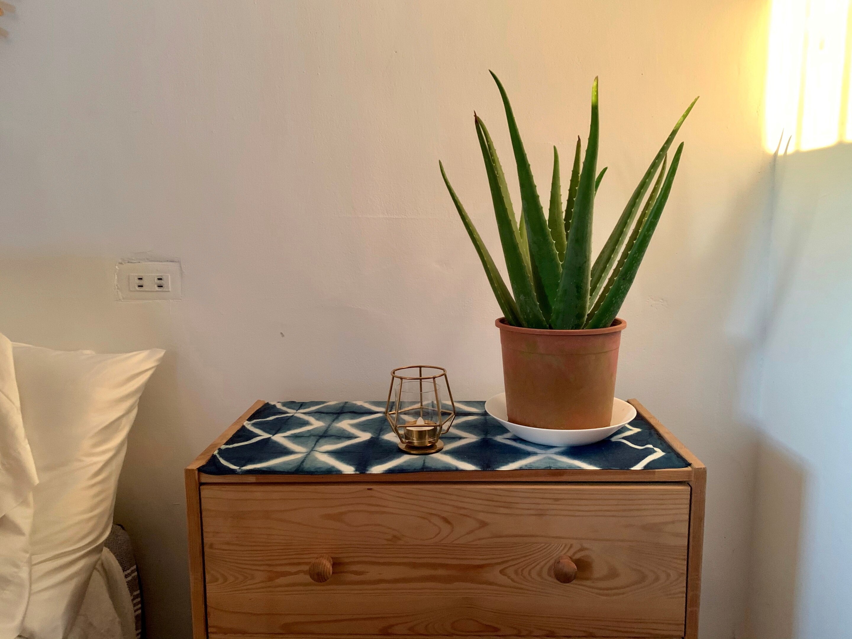 Aloe vera as bedroom decor