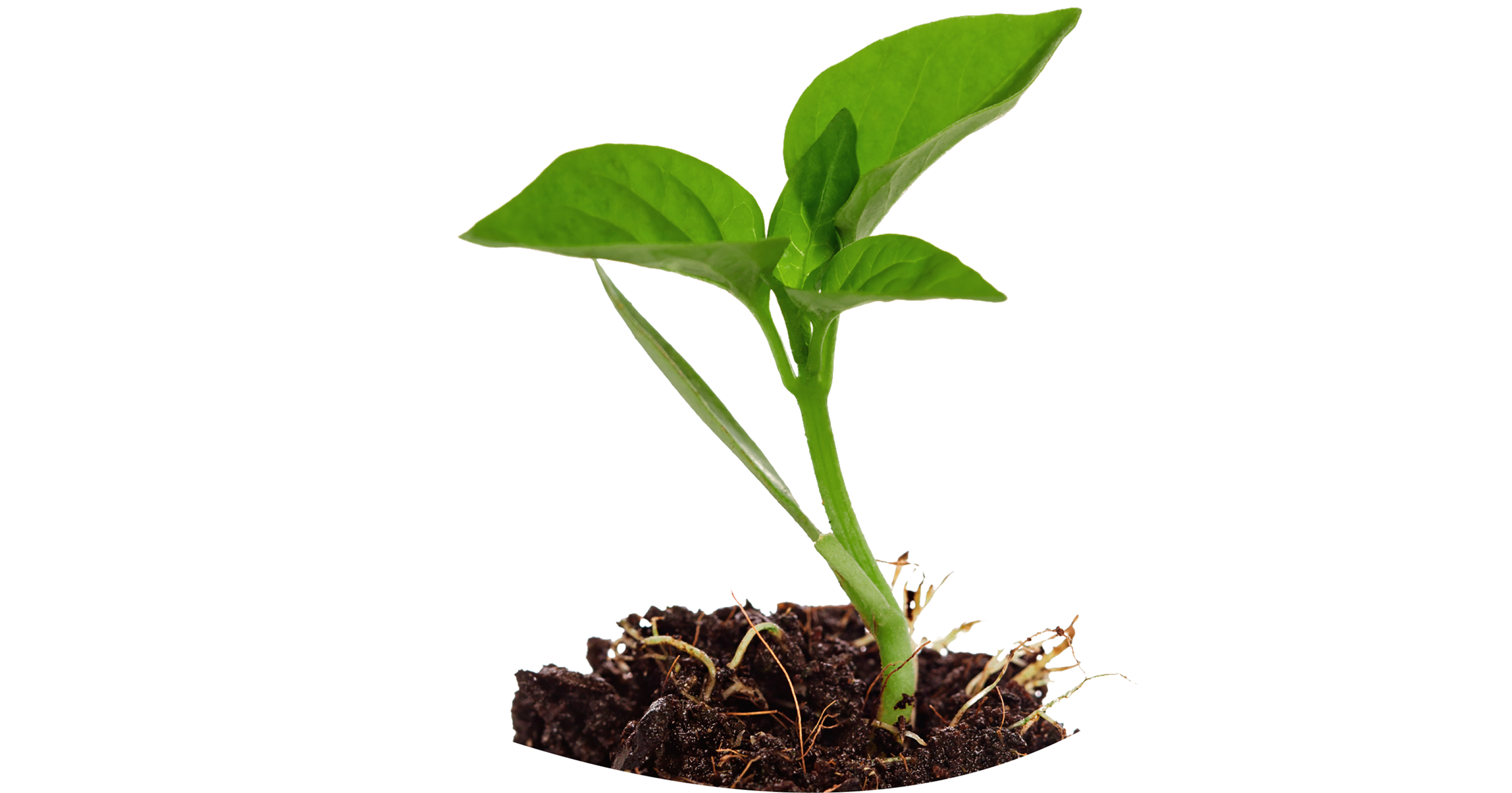 Small plant sprouting inside Dove logo