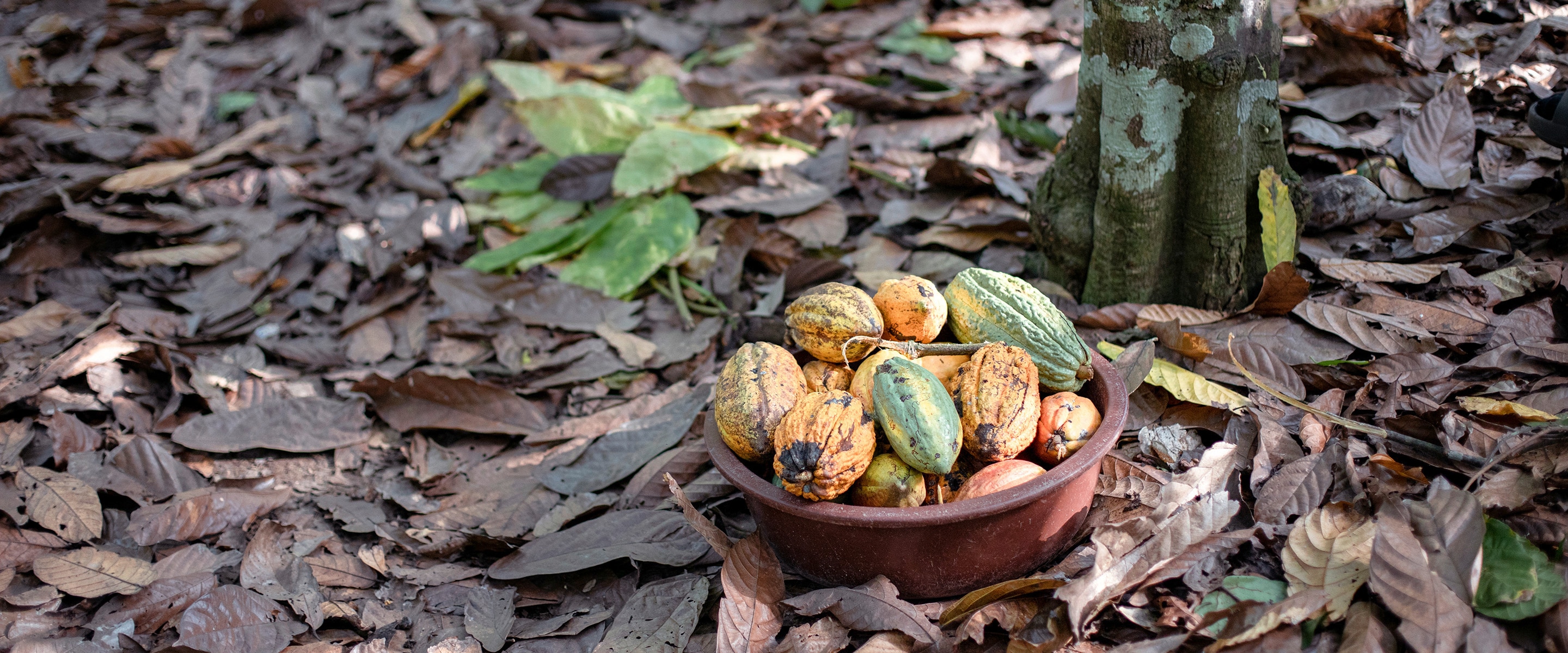 Gran cuenco redondo de plástico lleno de vainas de cacao, descansando sobre hojas en un bosque de plantación de cacao