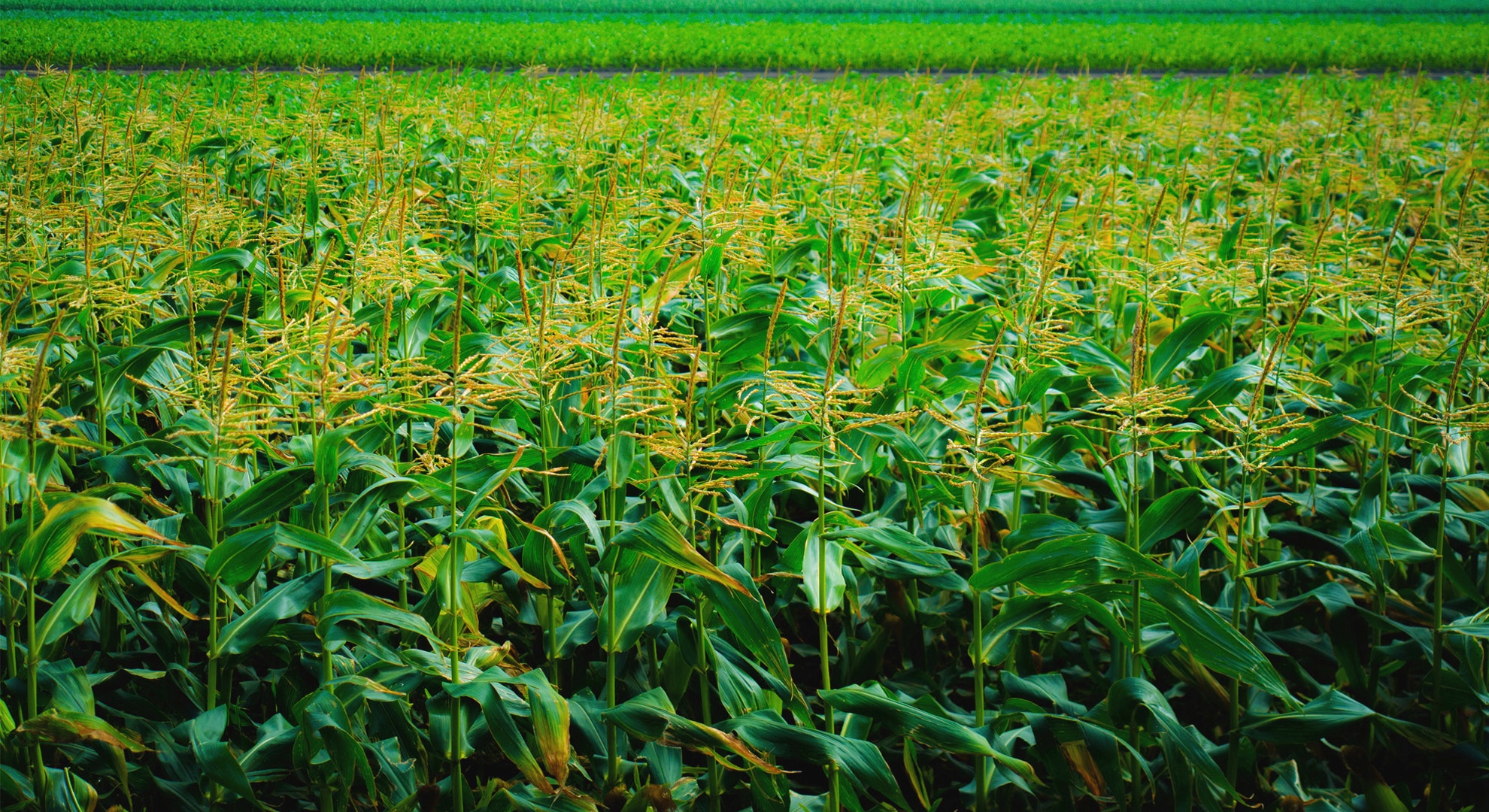 康寶的承諾 image