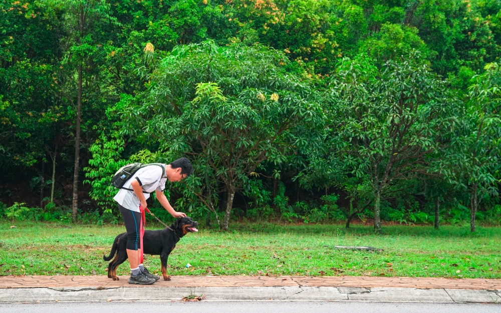 Asian man walking a big dog in a park.