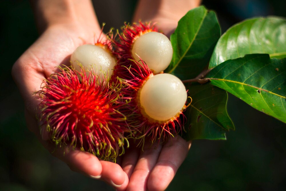 Pair of hands holding a few rambutan fruits.