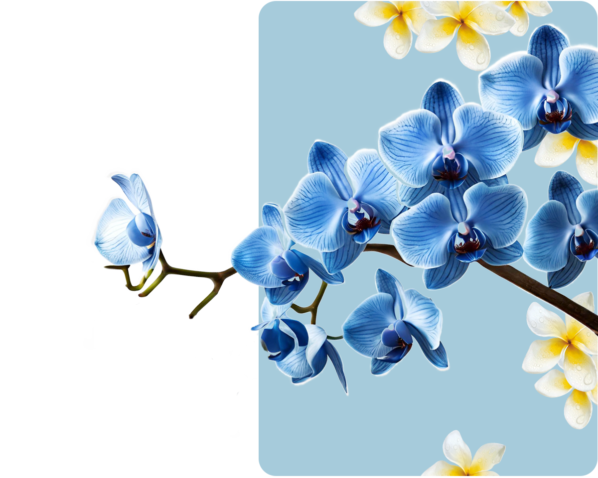 Jasmine and Orchid Dew