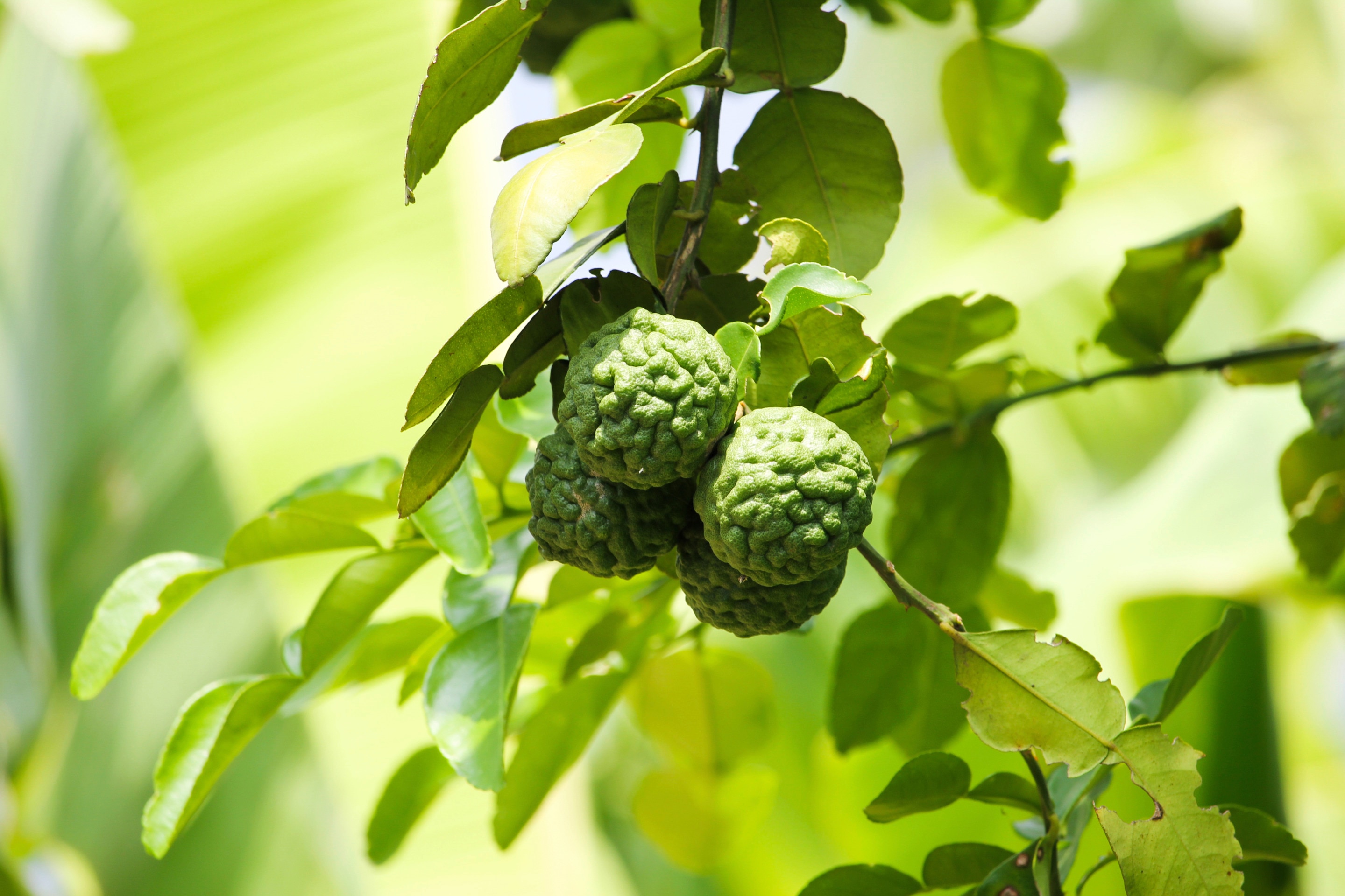 Bergamot plant and fruit