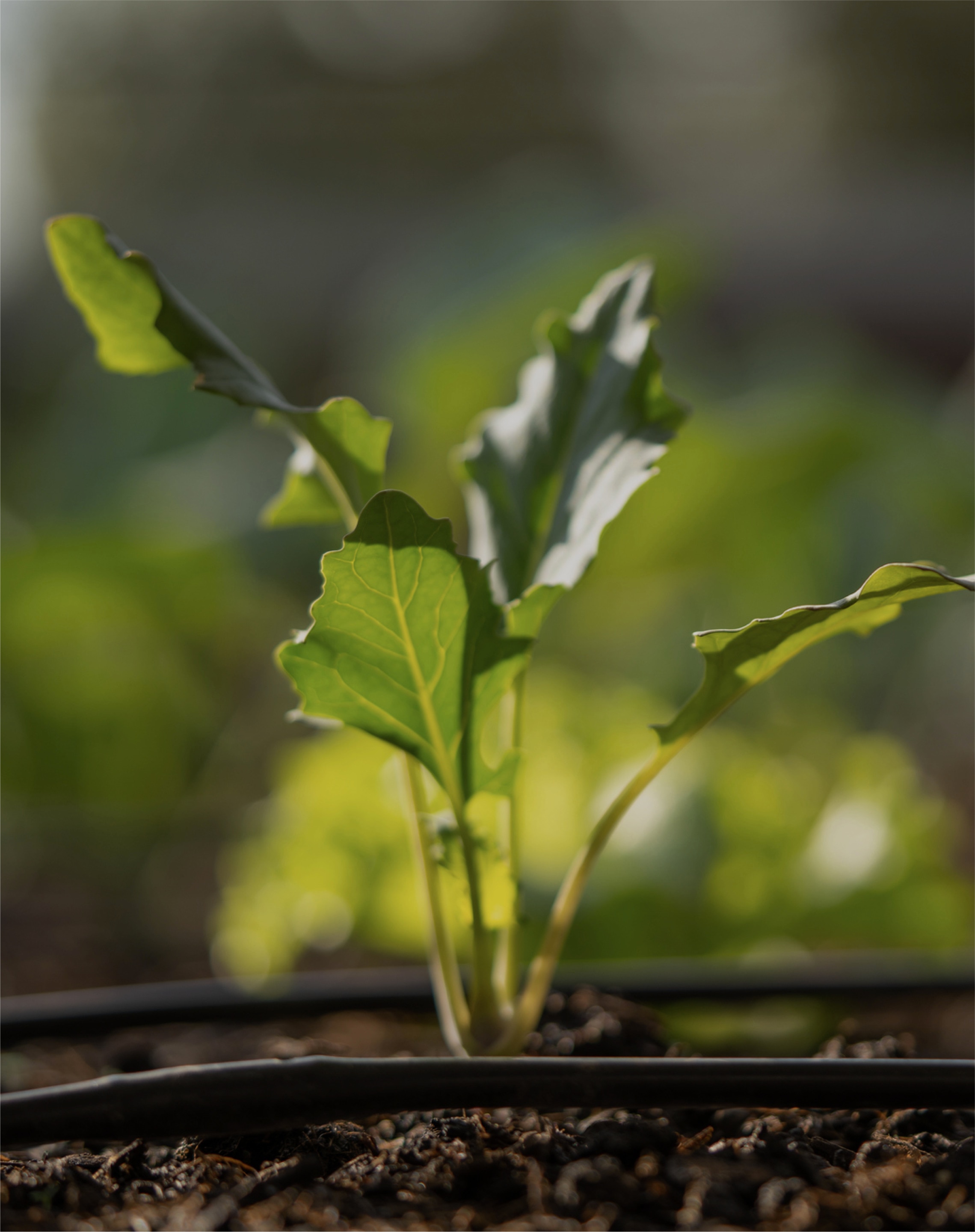 imagen de preview de una planta sembrada