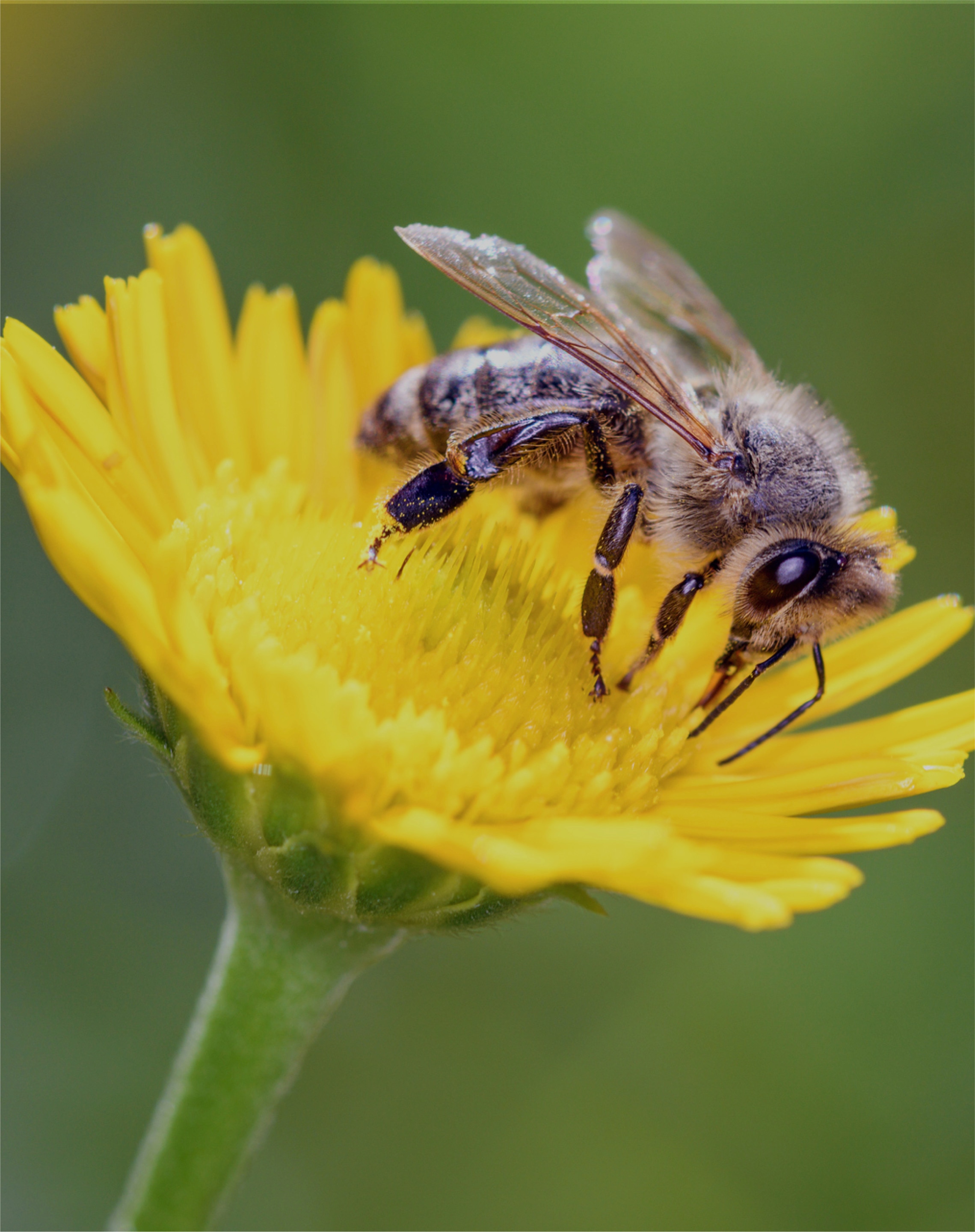 Imagen de preview de una abeja en una flor