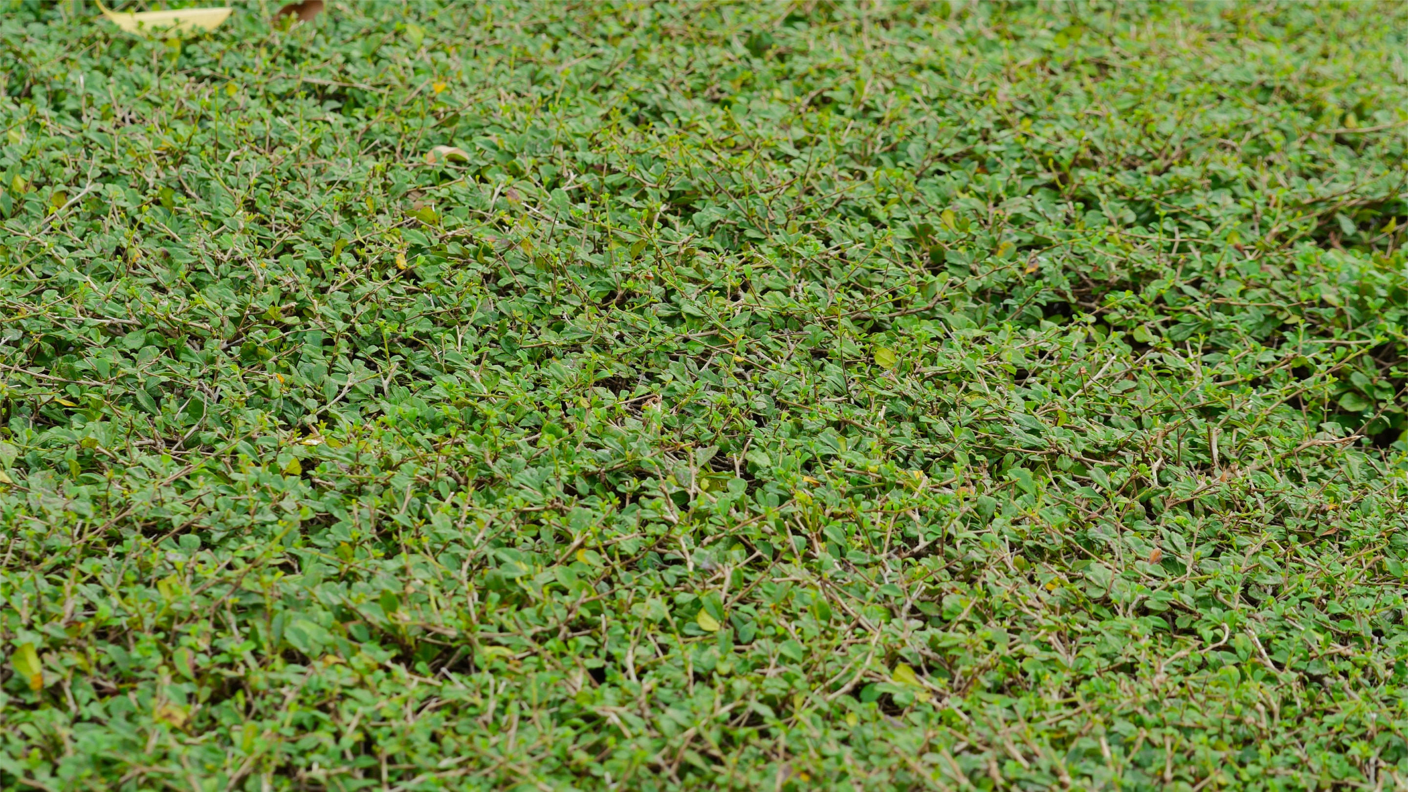 Preparación del cultivo para la producción de verduras deshidratadas