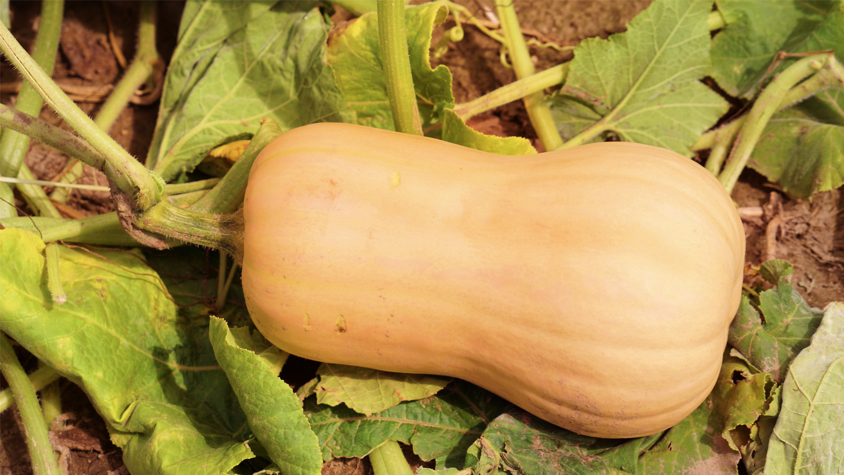 Cultivo de zapallo y diversos vegetales