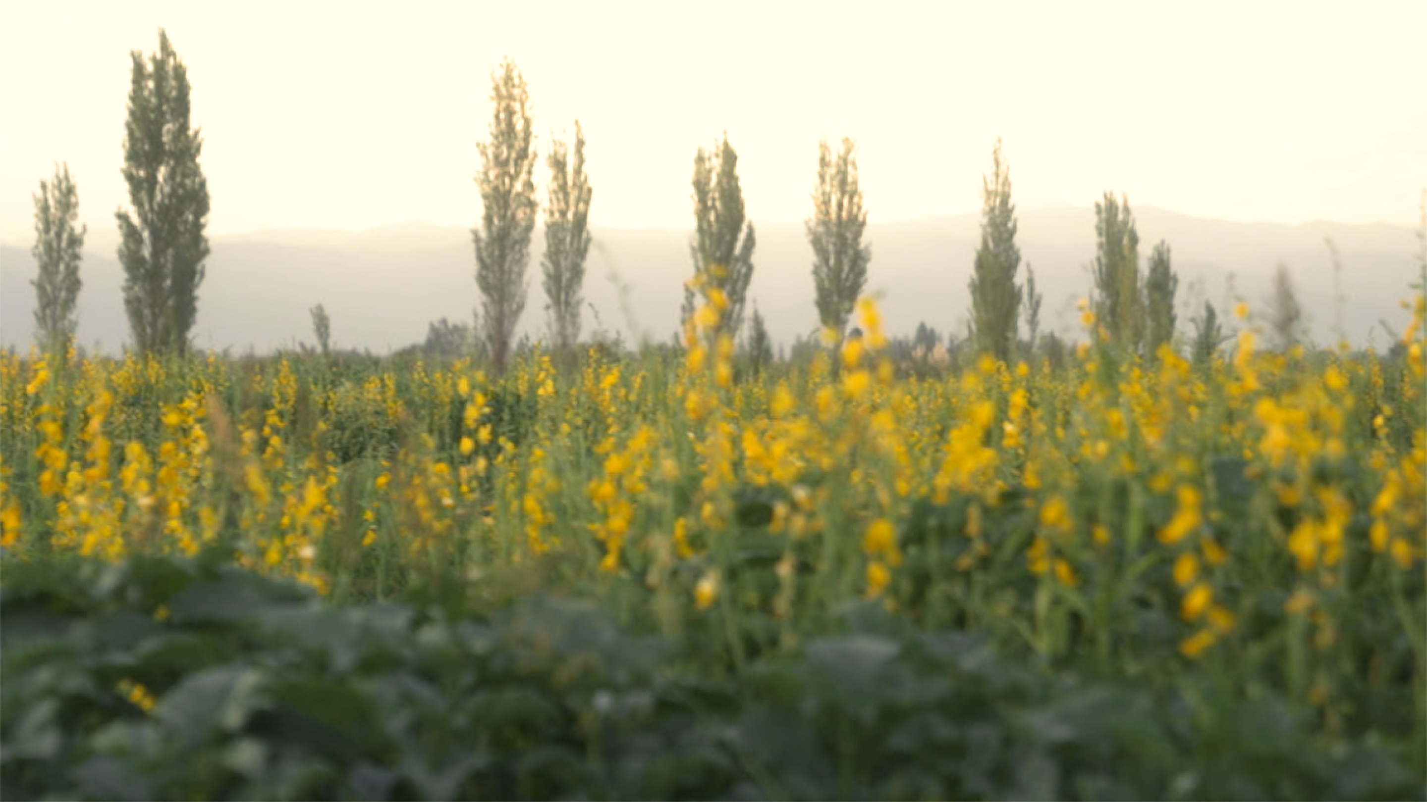 Plantación de franjas de flores para la agricultura regenerativa