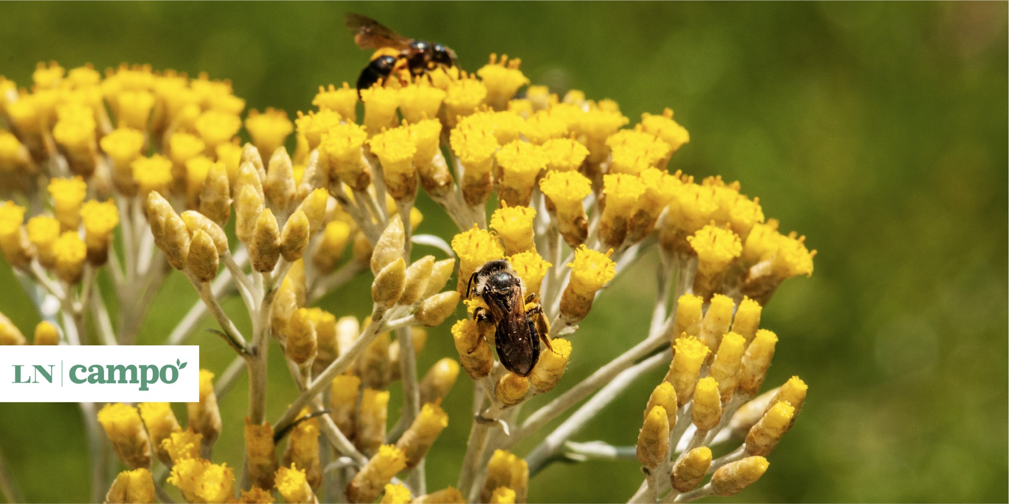 imagen de flores amarillas