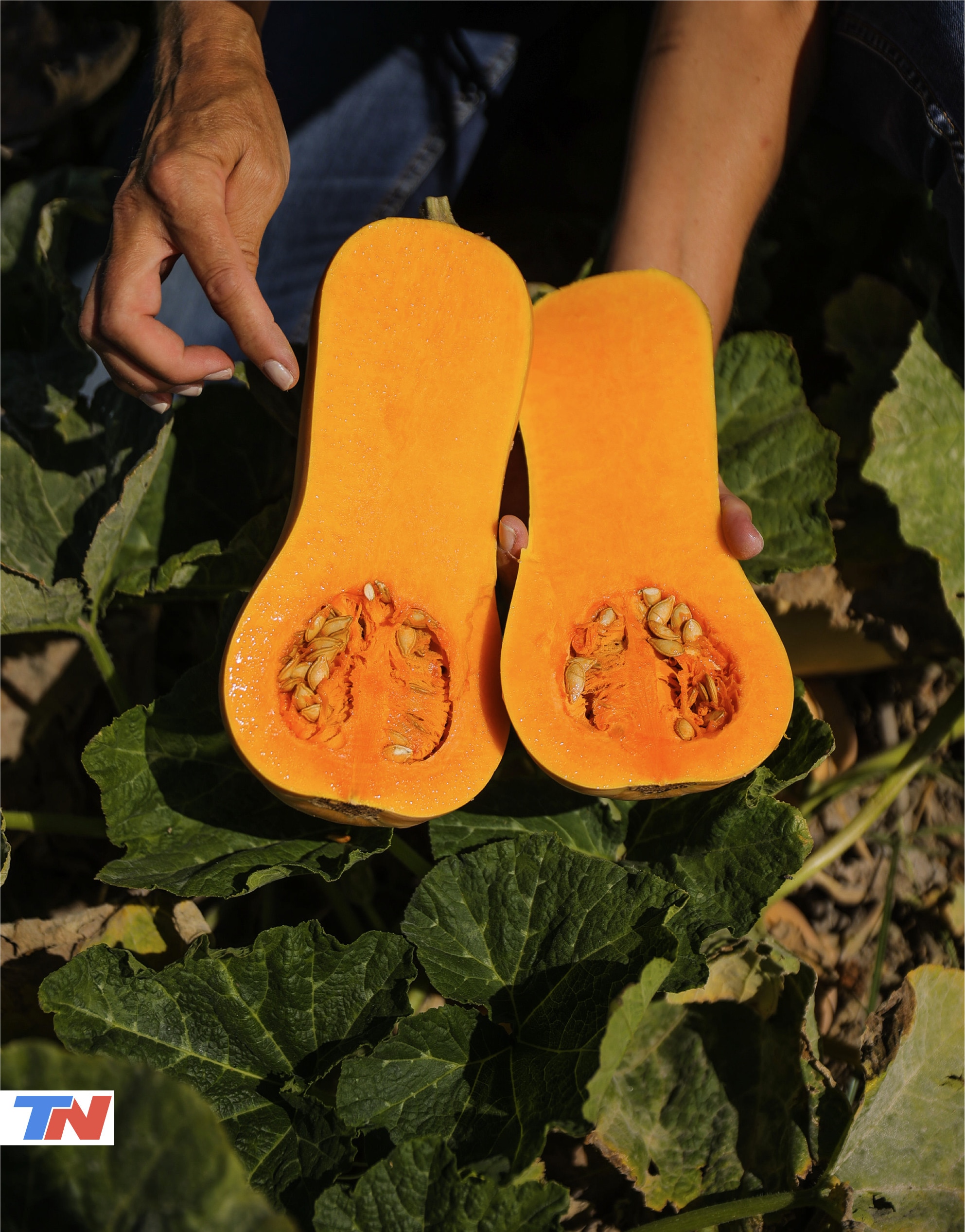 imagen de un zapallo abierto