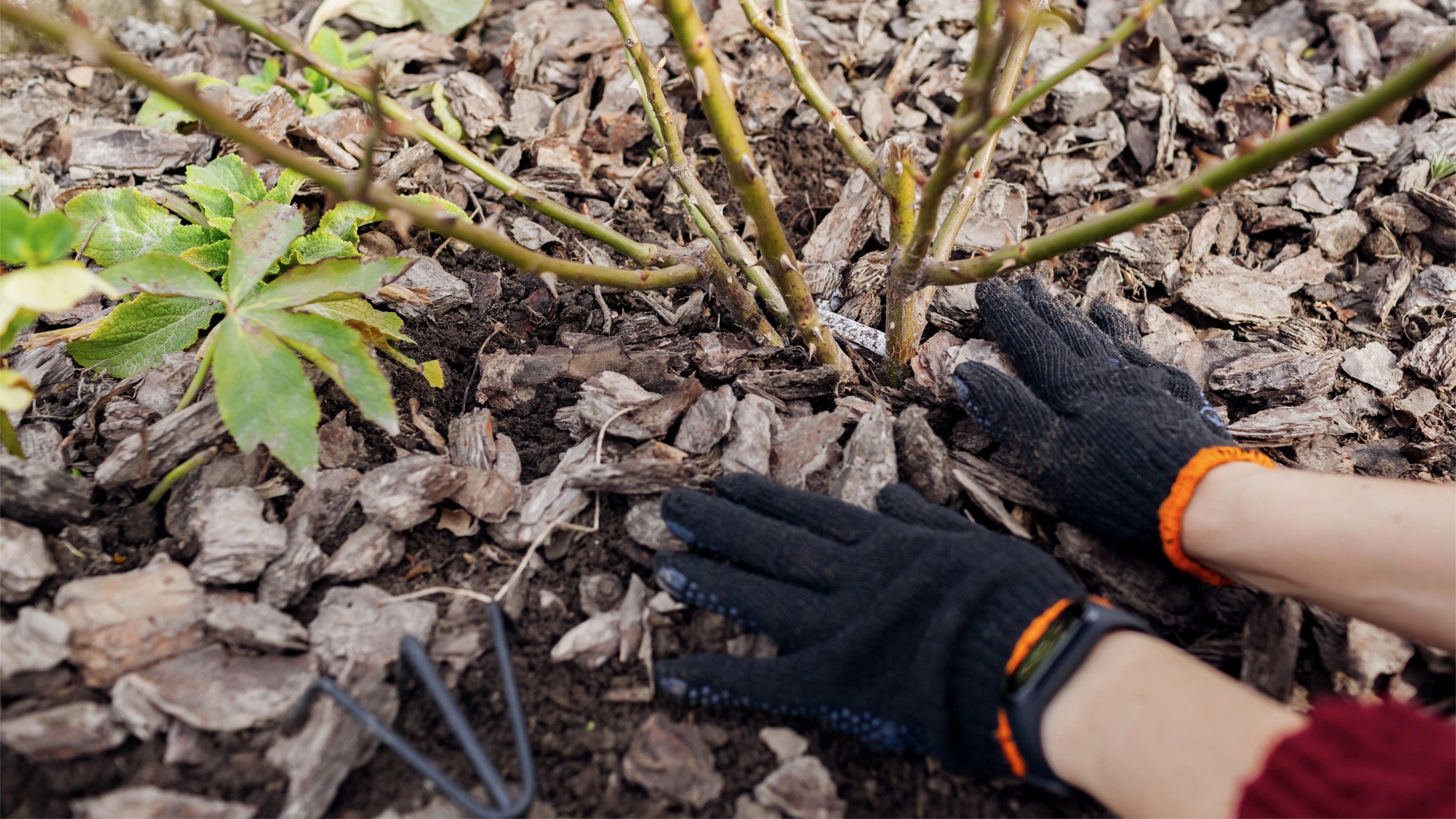 Técnica de mulching sobre el suelo