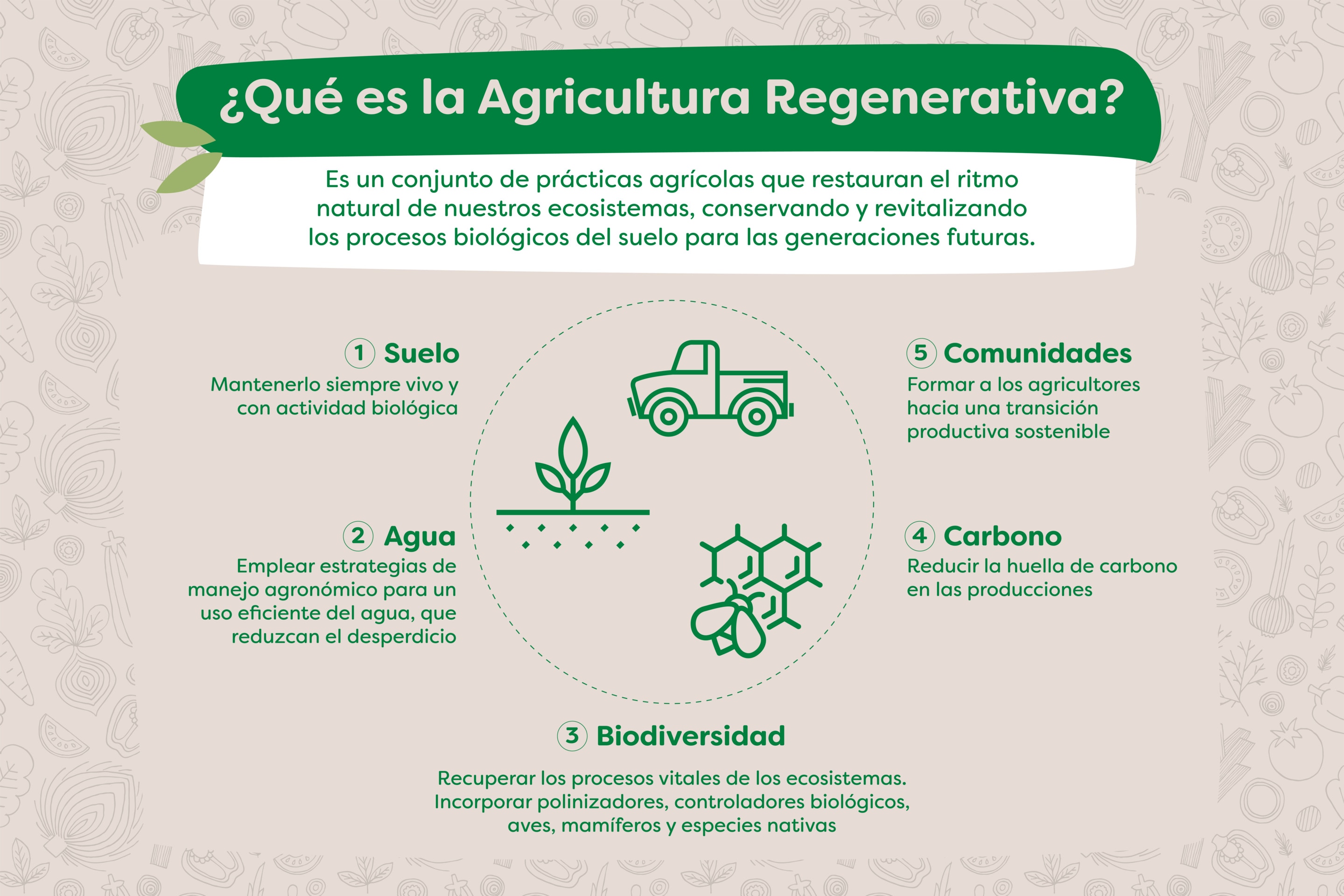 Producción de vegetales deshidratados Knorr con una técnica agrícola enfocada en el cuidado y fertilidad de los suelos