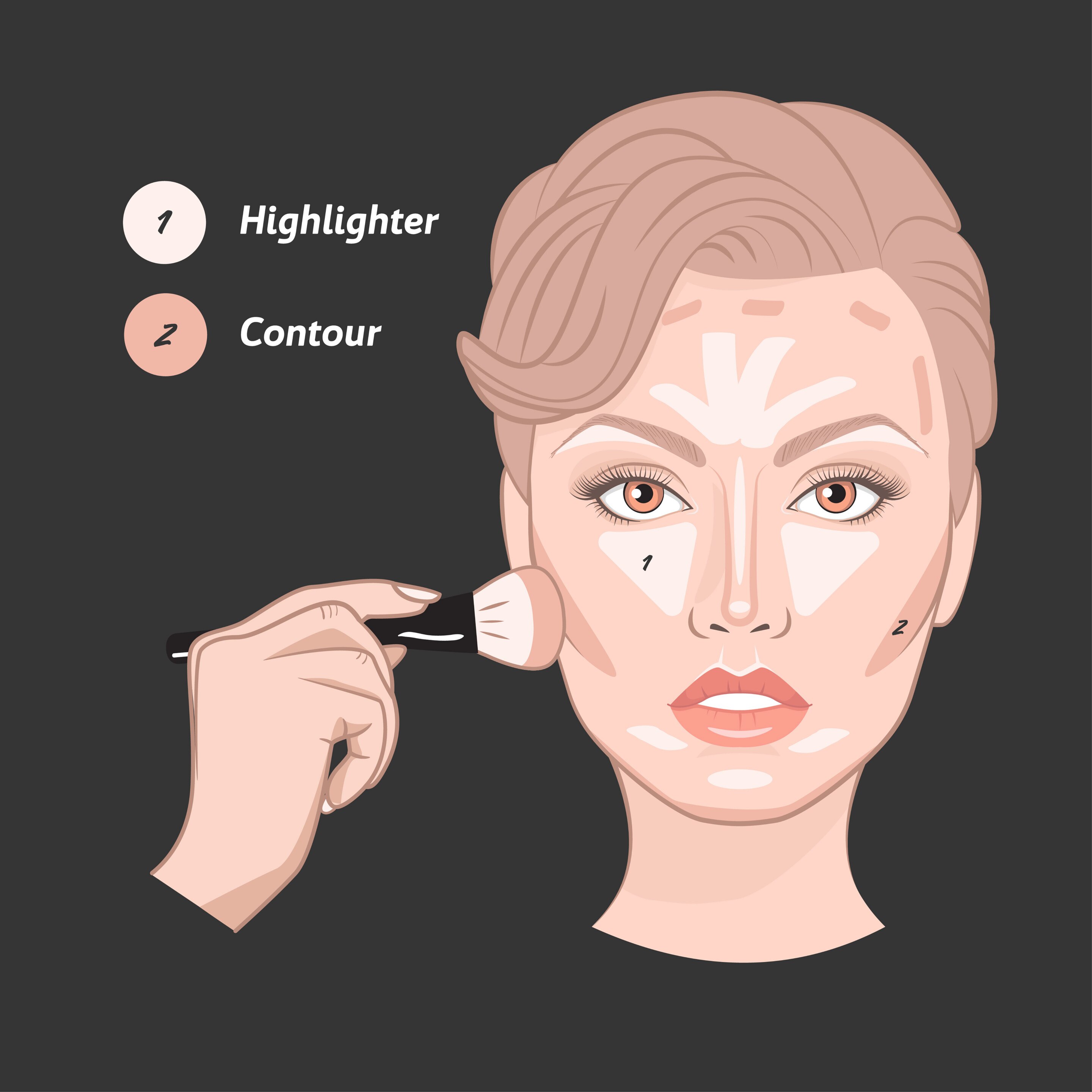 An image of face showing where to put contour and highlighter