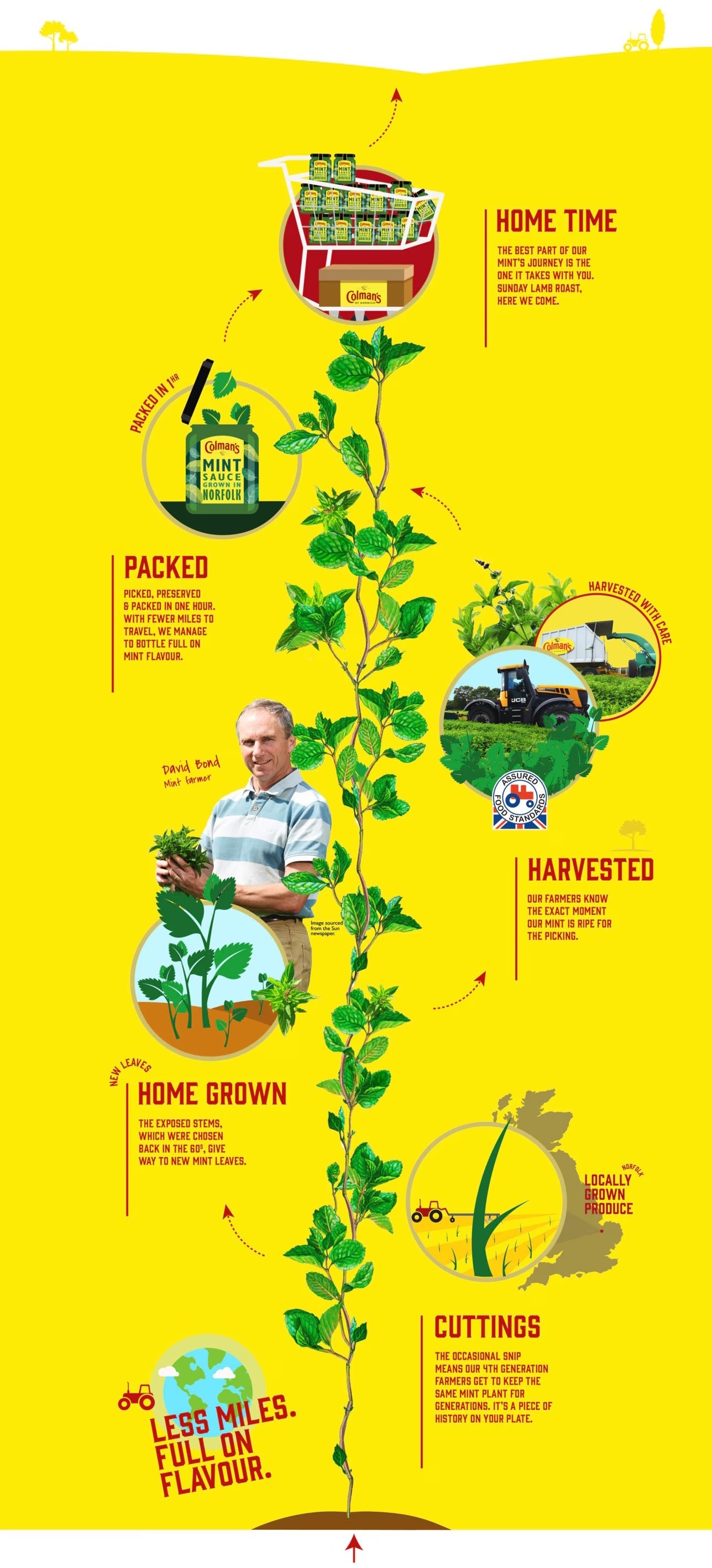 Mint Plant farm to fork 