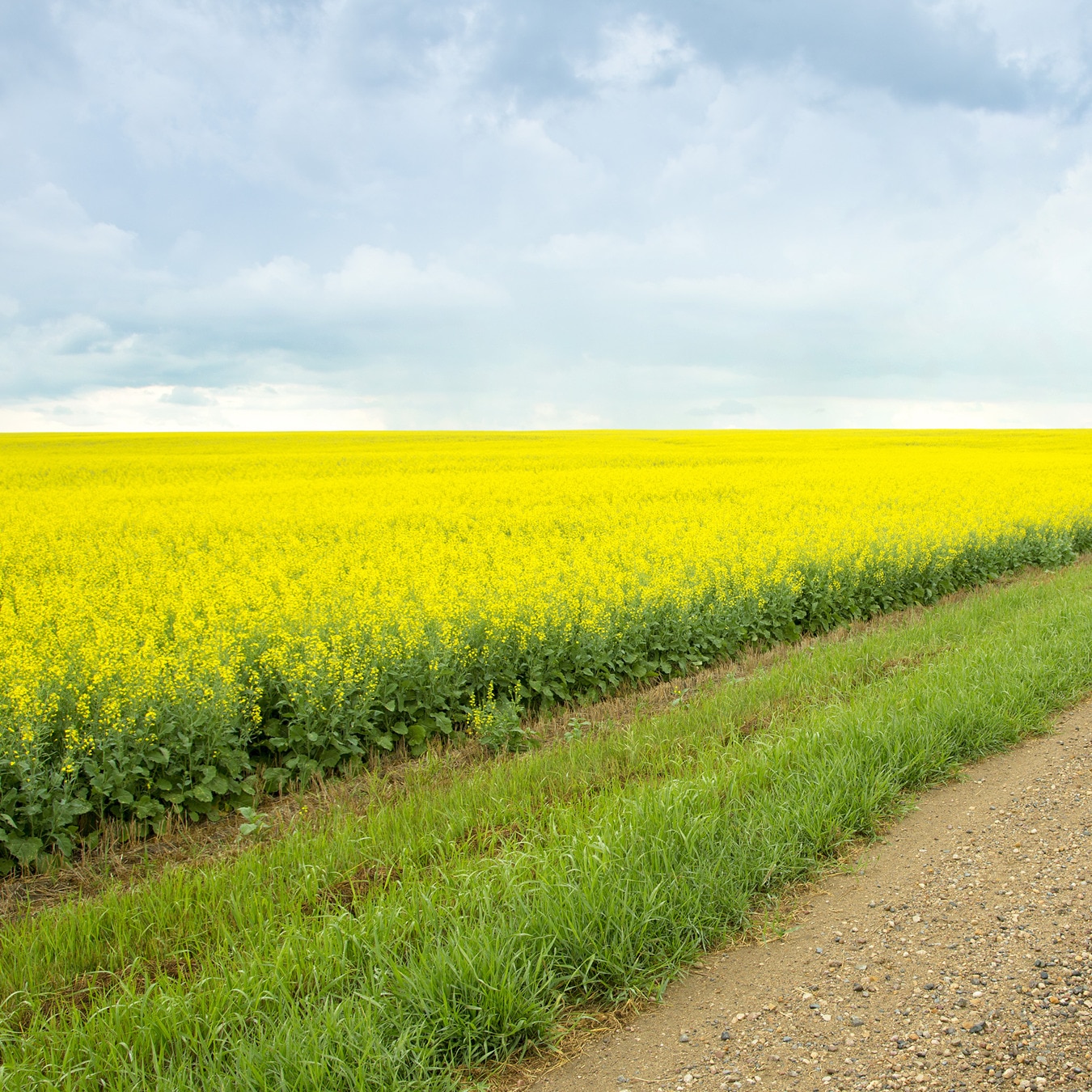 Regeneratively Farmed Oils