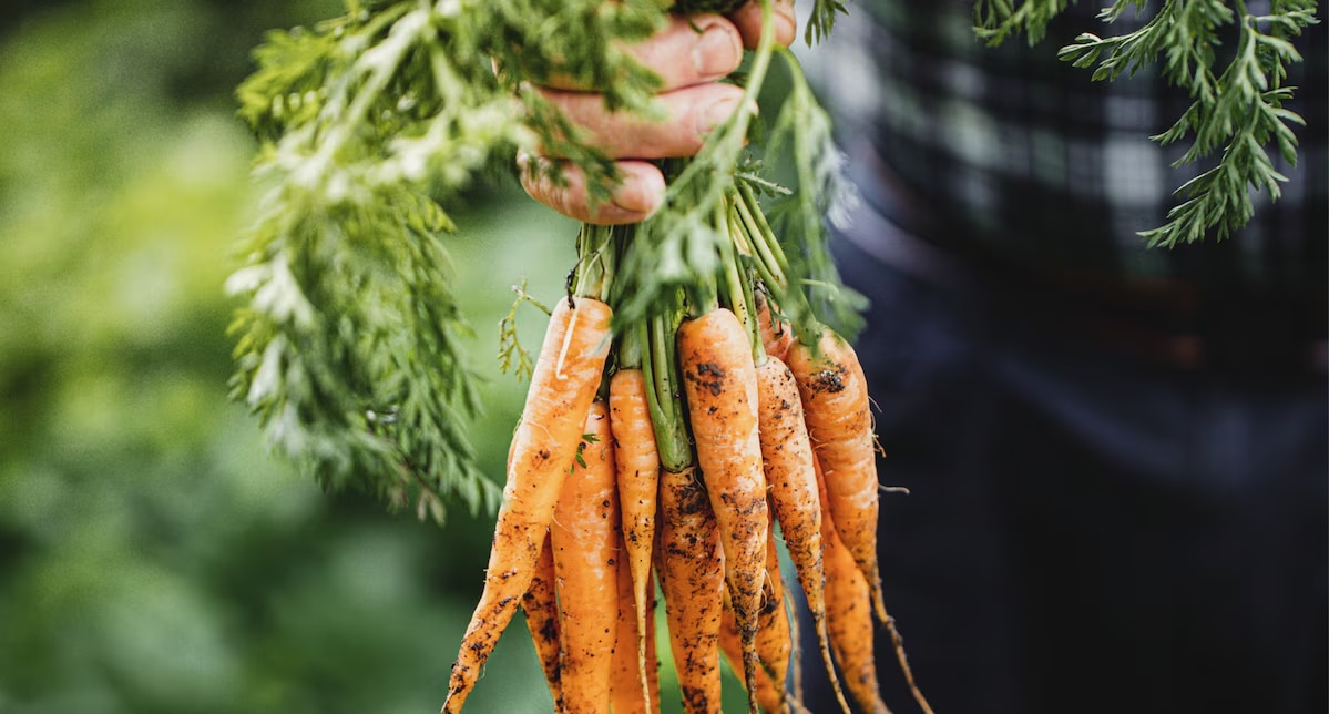 Sabores Knorr desde Mendoza - Vegetales deshidratados
