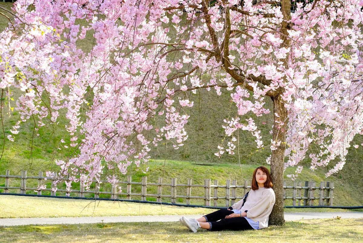 Asian woman sitting under sakura cherry blossom tree