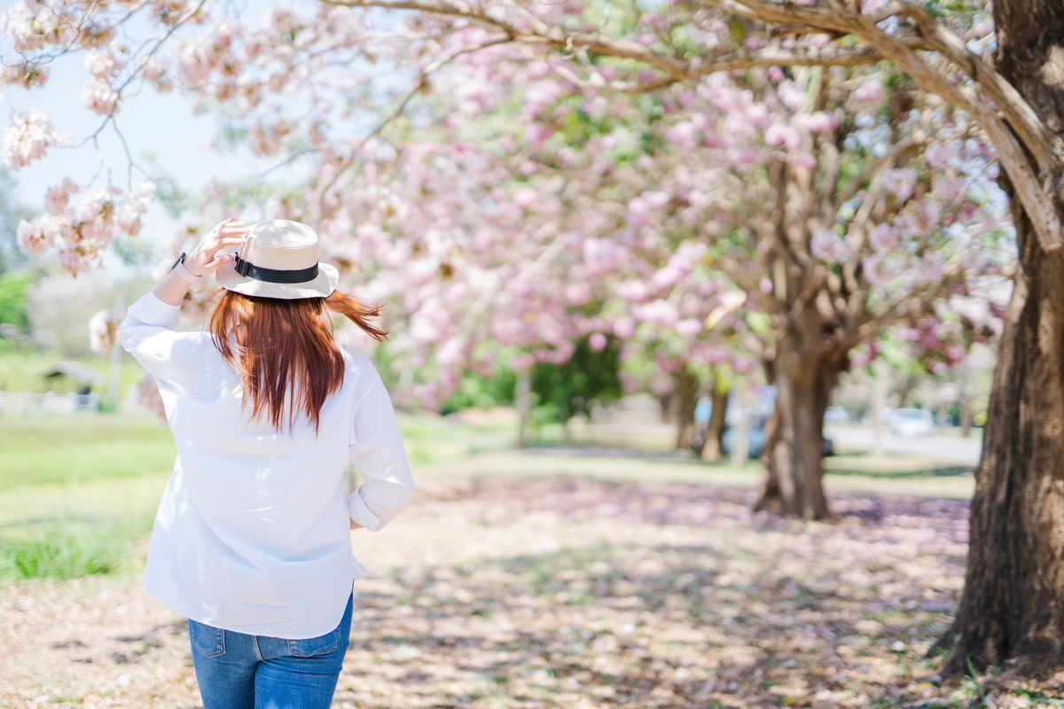 Asian woman with hat under sakura trees