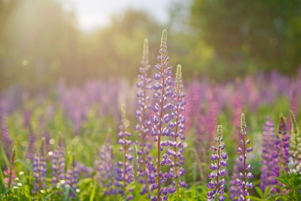 Field of lupine flowers