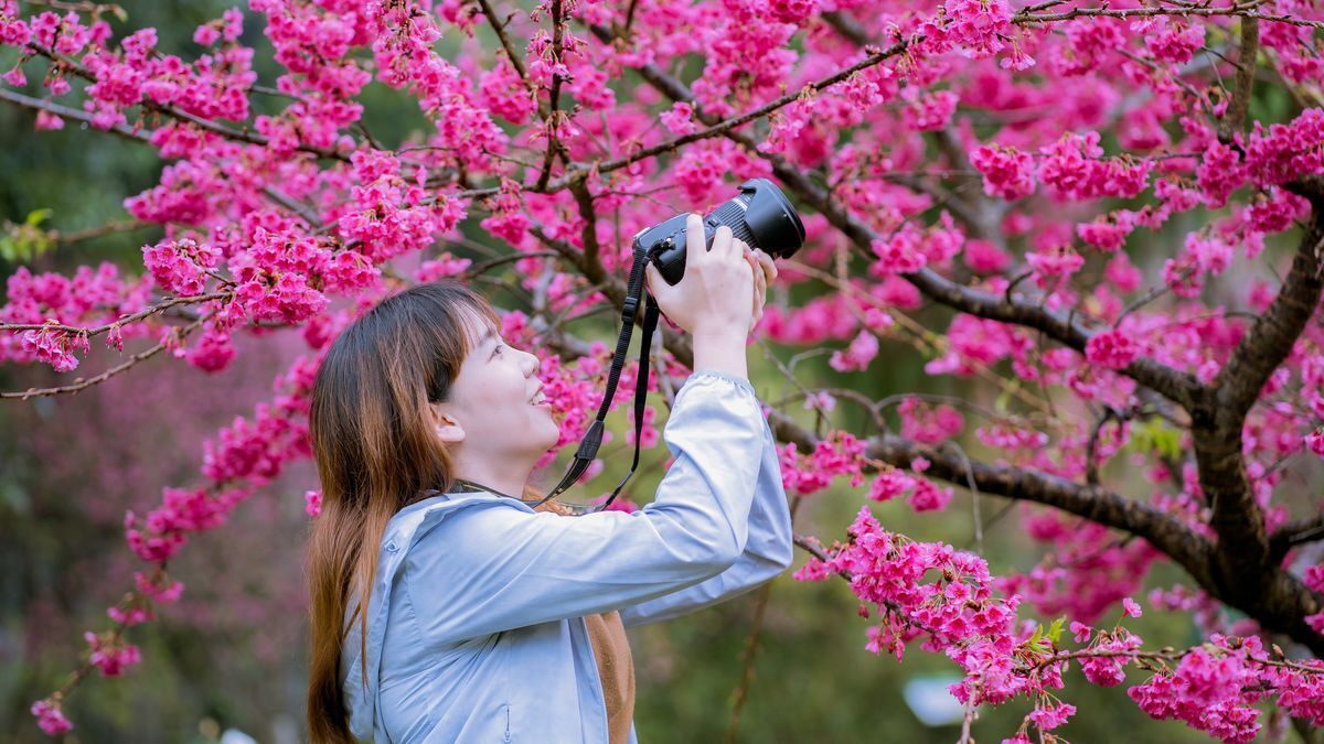 Woman taking photos of cherry blossoms.