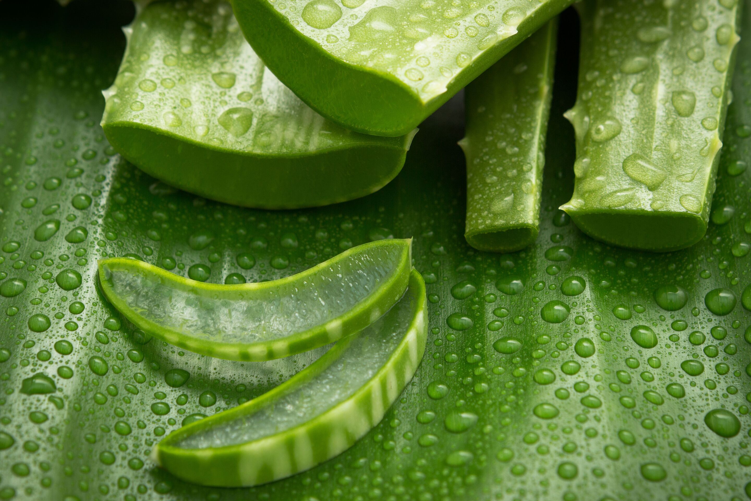 Aloe vera sliced and wet