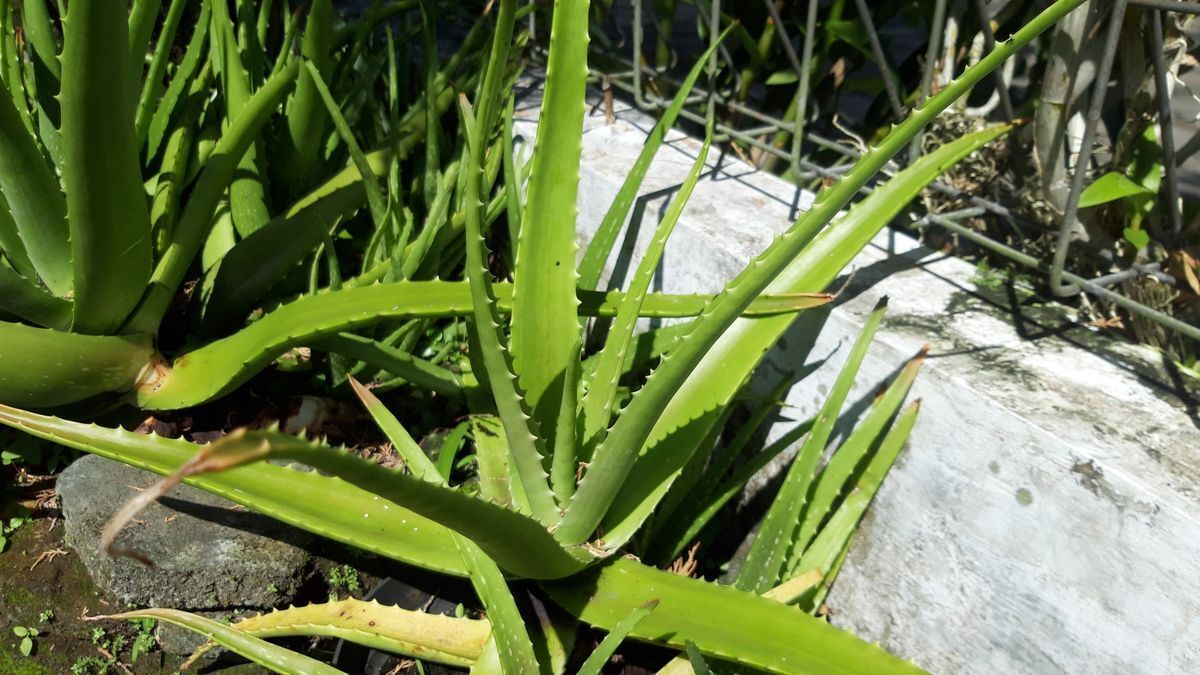 Wild aloe vera 