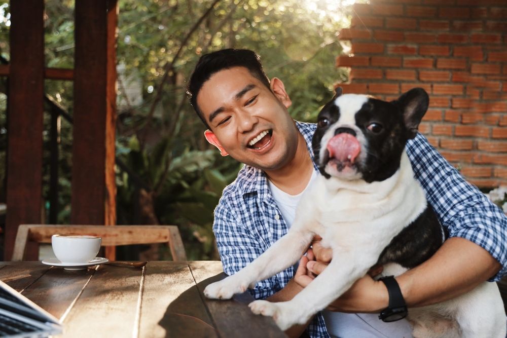 Asian man playing with a Boston terrier.