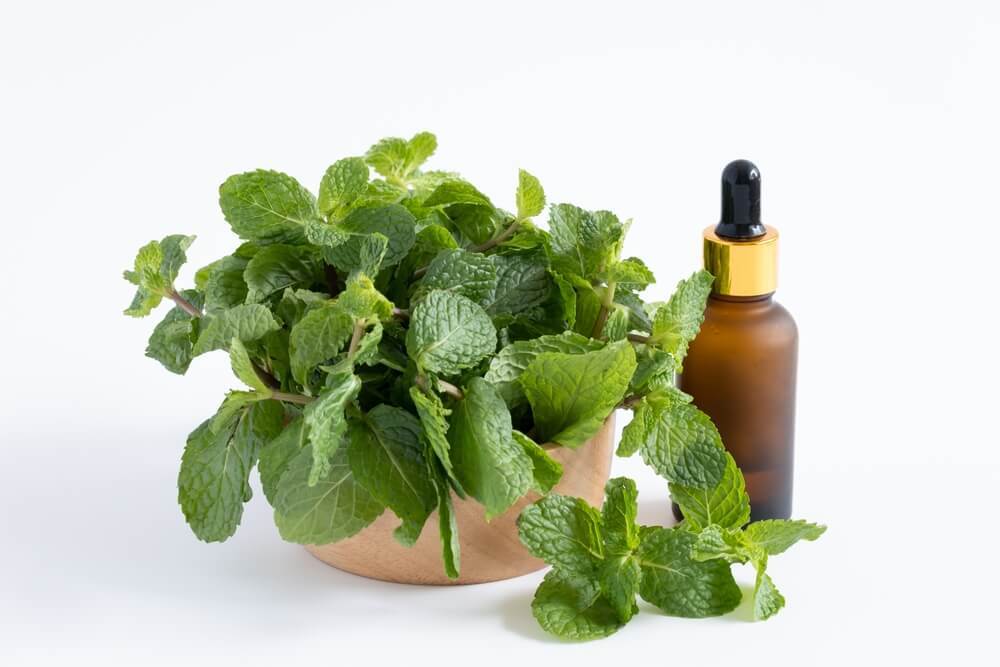 cách mọc tóc nhanh cho nam tinh chất bạc hà lá bạc hà đựng trong bát màu nâu bên cạnh lọ thuỷ tinh