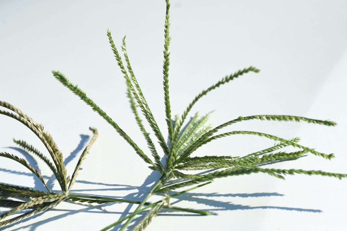 Cách trị rụng tóc bằng cỏ mần trầu