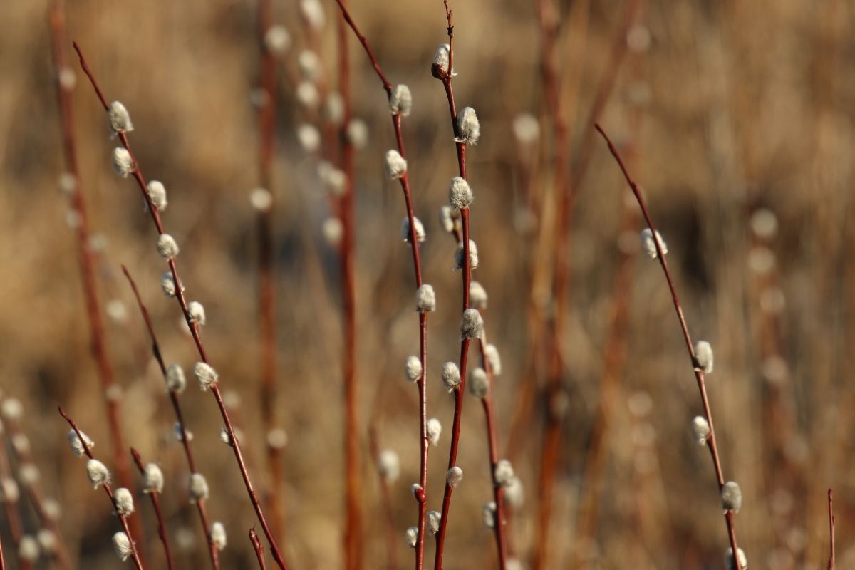Nụ Tầm Xuân cành cây khô màu nâu vàng có bông hoa màu trắng ảnh chụp ngoài trời
