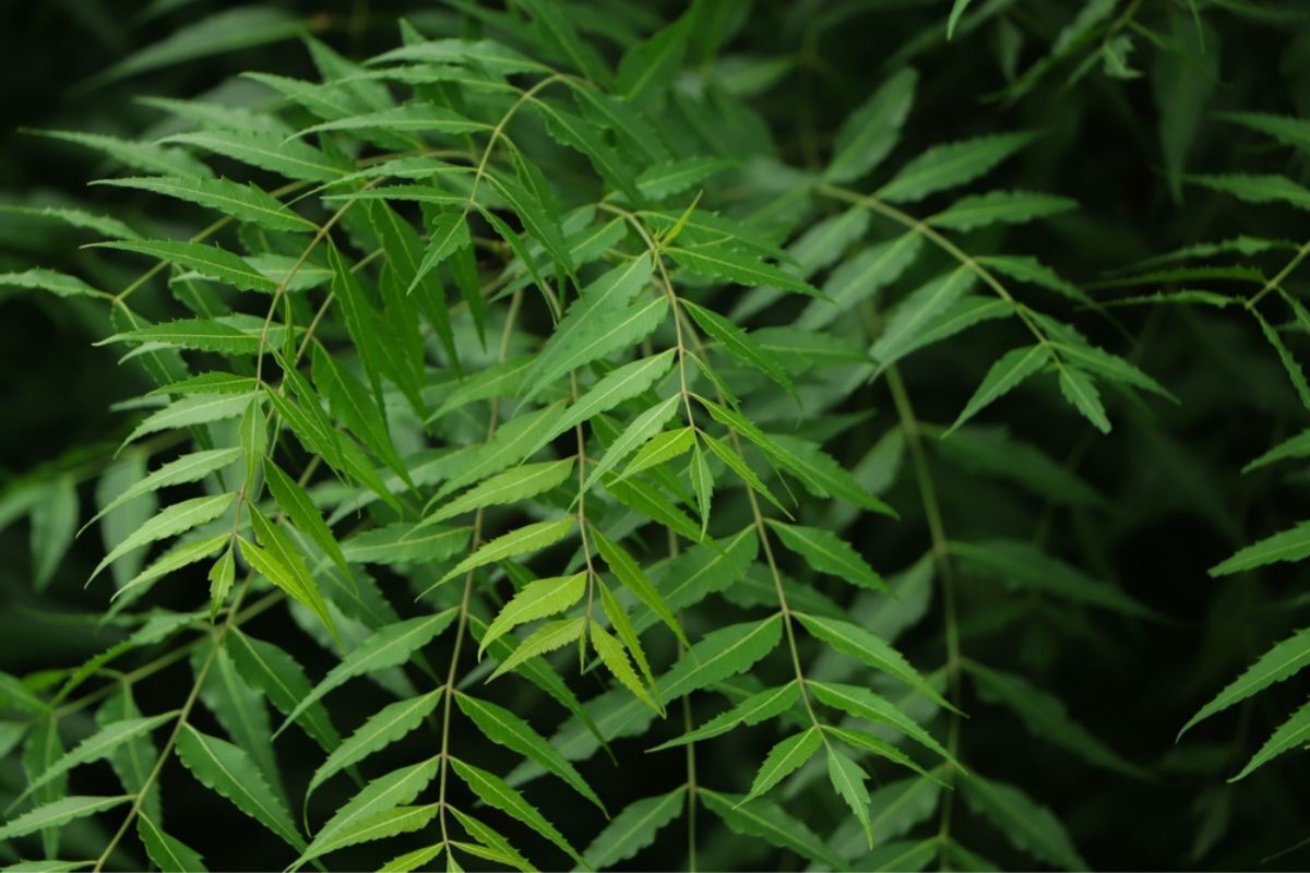 trị nấm da đầu tại nhà bằng chanh cách trị nấm da đầu bằng chanh và lá Neem lá nem xanh trên cành cây