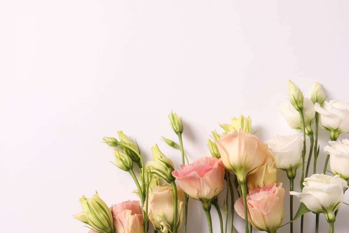 Cách cắm hoa cát tường đẹp những bông hoa màu hồng nhạt và màu trắng xếp hàng ngang ở góc trái 