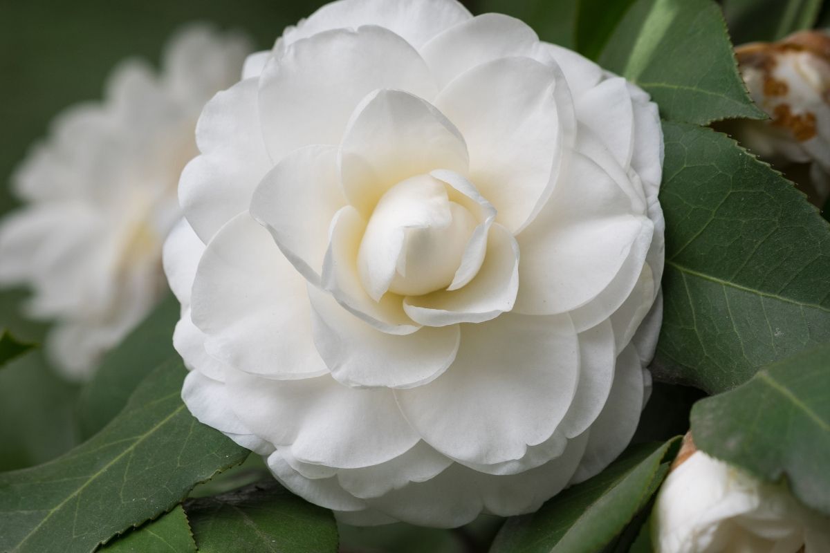 ý nghĩa và công dụng của hoa bạch trà đóa bạch trà chụp cận 