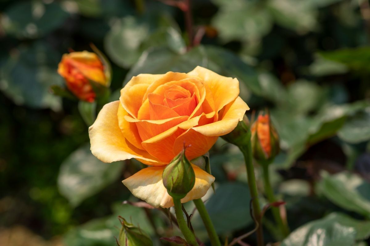 Hoa hồng Leo Honey Dijon