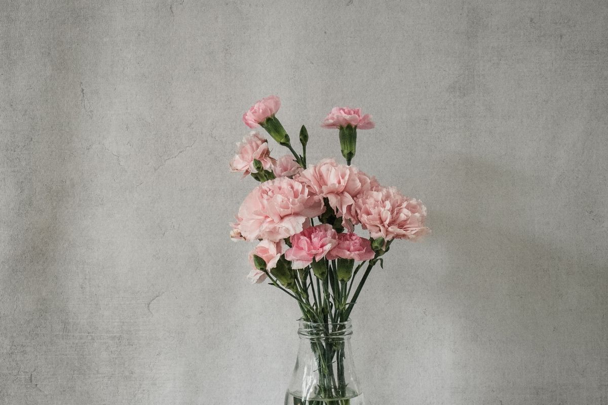 Hoa cẩm chướng màu hồng cắm trong lọ thuỷ tinh 