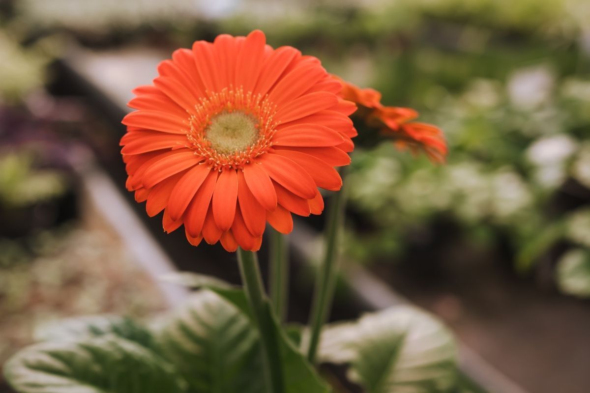 Bông hoa đồng tiền màu cam 