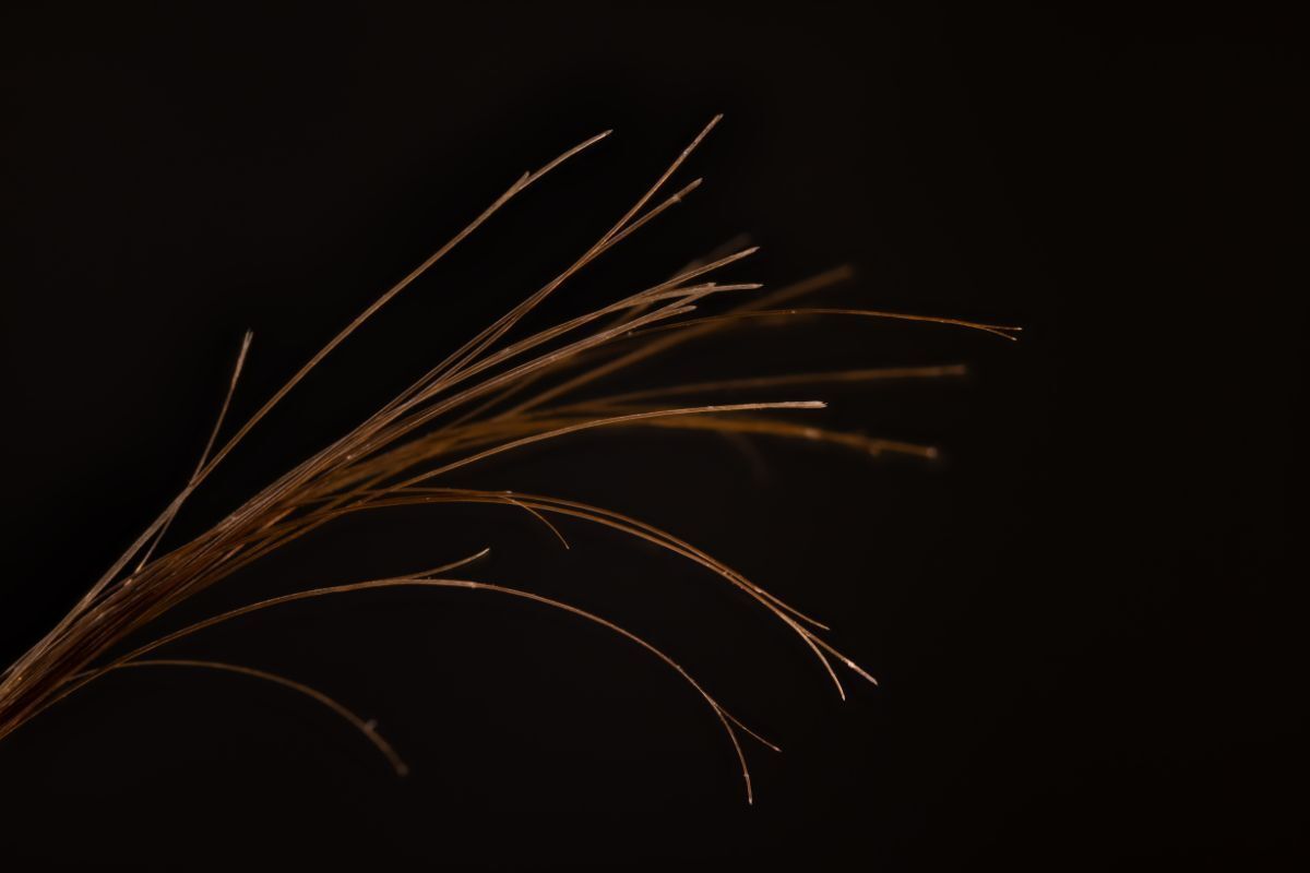 Hình ảnh cận cảnh phần đuôi tóc chẻ ngọn