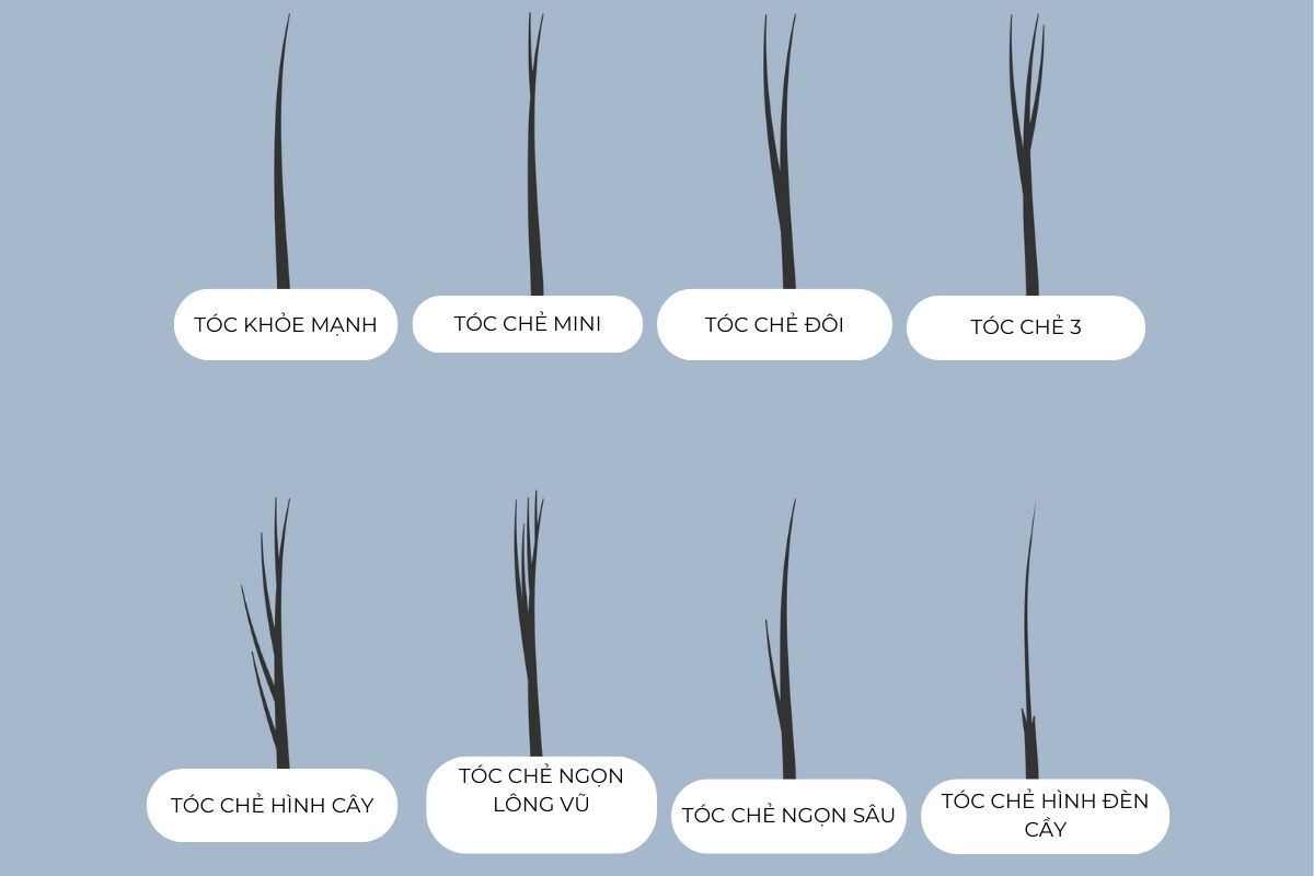 Hình vẽ minh hoạ 7 loại tóc chẻ ngọn
