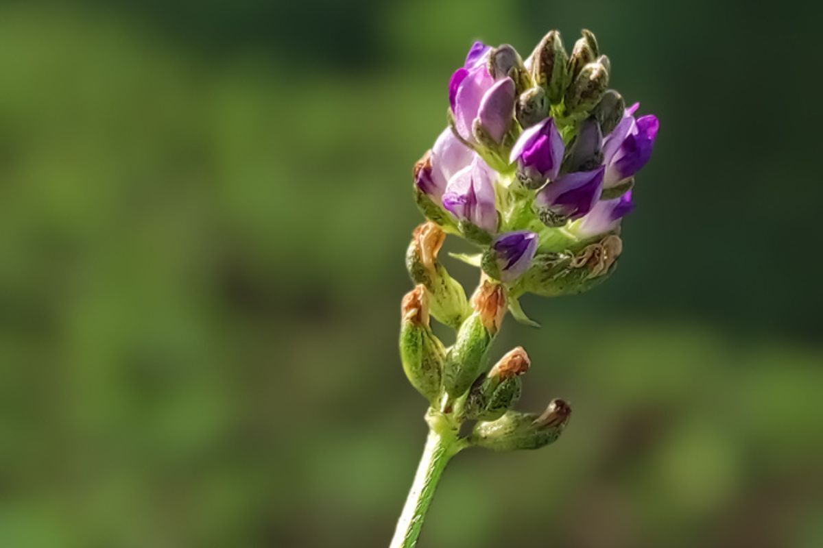 Bakuchiol là gì hình ảnh chụp cận cảnh một bông hoa Bakuchiol màu tím