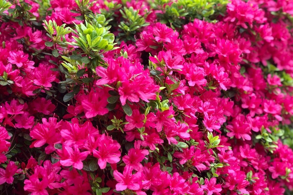 Vườn hoa đỗ quyên màu đỏ nở rộ