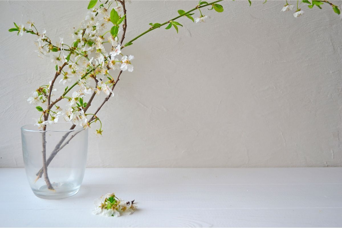 Cách cắm hoa tuyết mai cành hoa tuyết mai màu trắng lá xanh được cắm trong cốc thuỷ tinh